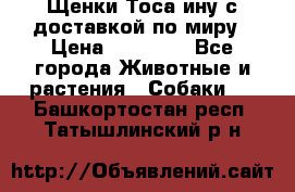 Щенки Тоса-ину с доставкой по миру › Цена ­ 68 000 - Все города Животные и растения » Собаки   . Башкортостан респ.,Татышлинский р-н